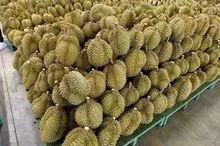 Nova safra de frutas durianas frescas
