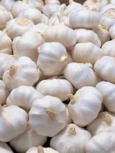 New crop fresh white garlic for sale