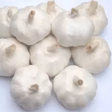 Direct farm fresh white garlic