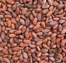 Granos de cacao secados al sol de alta calidad