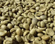Grãos de café robusta torrados para venda