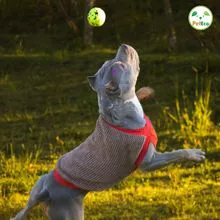 Suéter surtido para Petshop