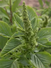 Amaranth 或 Pira