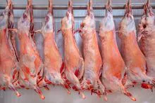 CORPO INTEIRO HALAL FRESCO / EUA CONGELADO Carne de Ovelhas CORDEIRO / CARNE DE OVELHA / CARCAÇA PARA VENDA 