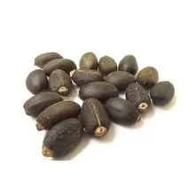 Jatropha curcas seeds for sale