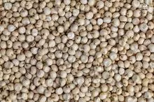 Sorgo Premium: ¡Haga su pedido en línea hoy!