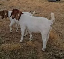 Cabras Boer En Venta cabras de granja