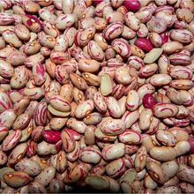 Frijoles de arándano de alta calidad disponibles aquí