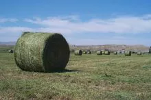 ALFALFA HAY BALE PREMIUM STANDARD FOR SALE