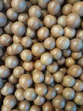 Macadamia