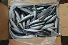 Listado de alta calidad congelado para la venta Pescado de atún listado congelado