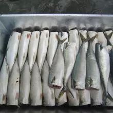 Product Name 	  China Frozen Horse Mackerel Price Fish For Sale  Scientific Name 	  Trachurus Trachurus / Trachurus Japonicus  F