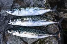 Mackerel fish