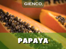 Papaya