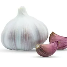 Egyptian  Garlic