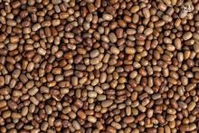 Compre frijoles polilla a granel - ¡Excelentes precios!