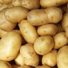 Wholesale bulk fresh potato