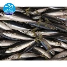 Pescado de caballa india congelado Ready Stock 4-6pcs/kg