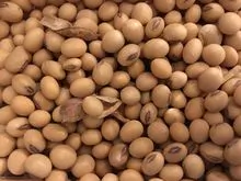 Soybeans 