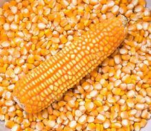 NO OGM Maíz/maíz amarillo