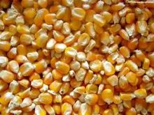 Venda promocional milho amarelo seco para consumo humano