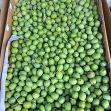 Aceitunas frescas