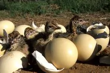 Pollitos de avestruz y huevos