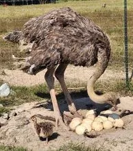 Polluelos de avestruz, polluelos de quell, gallina ganso 