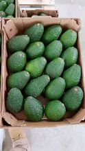 Aguacate Hass (Palta)