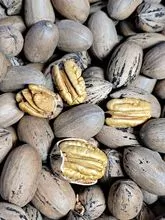Pecan nuts in shell for sale