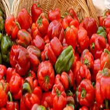 Fresh Habanero Pepper Wholesale Price