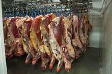 Whole Cattle Beef Carcass