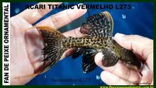 Pseudacanthicus sp. "L273" - Red Titanic