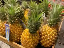 Fresh Pineapples Quality Fresh Wholesale
