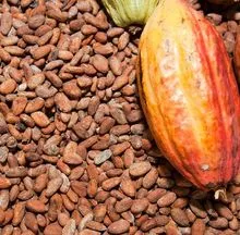 Granos de cacao seco de calidad