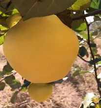 Fruta de membrillo