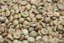Granos de café verde robusta