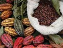 Natural wholesale price dried Raw Cocoa Beans coco bean for sale