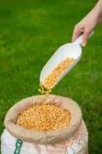 黄色种子爆米花玉米非转基因最佳爆米花粒爆玉米生玉米种子有机爆米花 