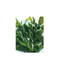 Nudo kombu salado