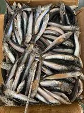 Sardina congelada Ronda entera
