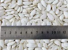 Precio de mercado de semillas de calabaza blancanieves