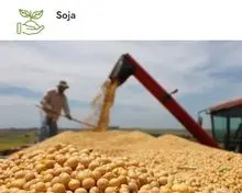 SOY GMO 