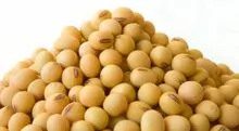 Soya Beans