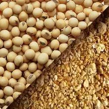 Soybean/soya Bean/soja/dried Soya Bean Soybeans Dry Soybean Seed Yellowish 100% Natural Human Consumption