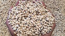 Organic Soybean Non GMO Soybeans Wholesaler