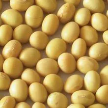 Non GMO Soybean Seeds 