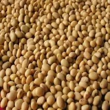 Cheap Bulk Yellow Soybeans Grade A