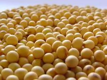 Soybean GMO