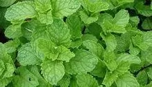 Spearmint